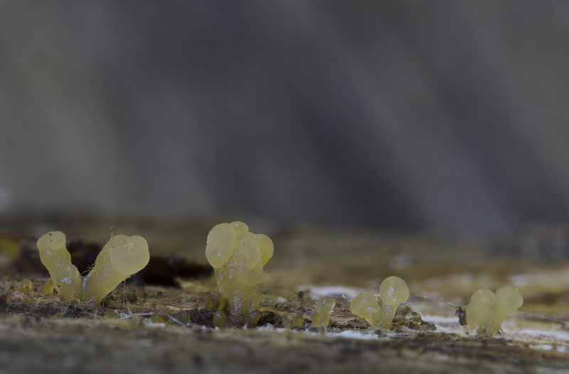 Calocera glossoides